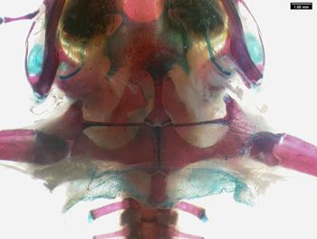Media type: image;   Herpetology A-136906